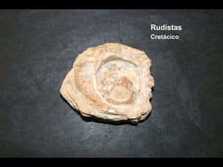 Rudistas Cretácico 