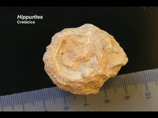 Hippurites Cretácico 