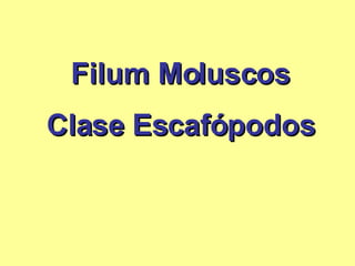 Filum Moluscos Clase Escafópodos 