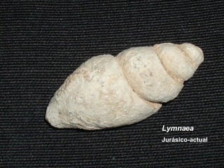 Lymnaea Jurásico-actual 