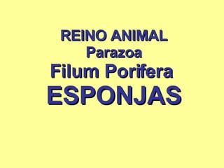 REINO ANIMAL Parazoa Filum Porifera  ESPONJAS 