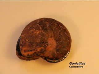 Goniatites Carbonifero 