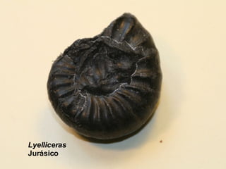 Lyelliceras Jurásico 