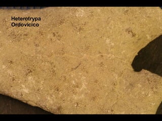 Heterotrypa Ordovícico 