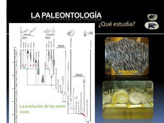 LA PALEONTOLOGÍA
¿Qué estudia?

Belemnites

La evolución de los seres
vivos

 
