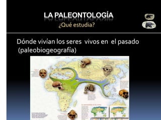 LA PALEONTOLOGÍA
¿Qué estudia?

Dónde vivían los seres vivos en el pasado
(paleobiogeografía)

 
