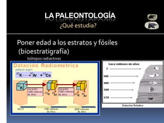 LA PALEONTOLOGÍA
¿Qué estudia?

Poner edad a los estratos y fósiles
(bioestratigrafía)
Isótopos radiactivos

 