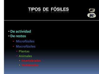 TIPOS DE FÓSILES

• De actividad
• De restos
• Microfósiles
• Macrofósiles
 Plantas
 Animales
 Invertebrados
 Vertebrados

 