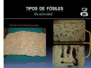 TIPOS DE FÓSILES
De actividad
Fósil de la actividad de gusanos.

Fósiles de huellas de dinosaurio

 