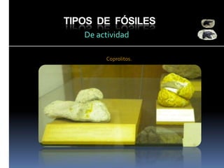 TIPOS DE FÓSILES
De actividad
Coprolitos.

 