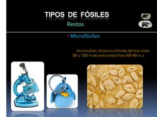 TIPOS DE FÓSILES
Restos
• Microfósiles
Nummulites. Vivían en el fondo del mar entre
50 y 150 m de profundidad hace 65-40 m.a.

 