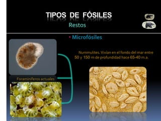 TIPOS DE FÓSILES
Restos
• Microfósiles
Nummulites. Vivían en el fondo del mar entre
50 y 150 m de profundidad hace 65-40 m.a.

Foraminíferos actuales

 