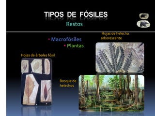 TIPOS DE FÓSILES
Restos
• Macrofósiles
 Plantas
Hojas de árboles fósil

Bosque de
helechos

Hojas de helecho
arborescente

 