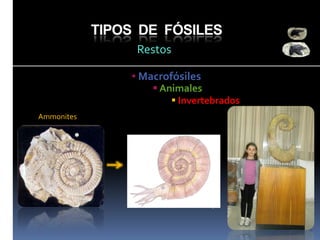 TIPOS DE FÓSILES
Restos
• Macrofósiles

 Animales
 Invertebrados

Ammonites

Nautilus

 