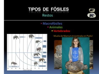 TIPOS DE FÓSILES
Restos
• Macrofósiles

 Animales
 Vertebrados
Muela de Mamut encontrada en Padul

 