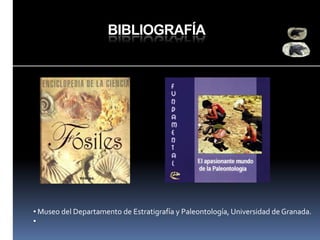 BIBLIOGRAFÍA

• Museo del Departamento de Estratigrafía y Paleontología, Universidad de Granada.
•

 