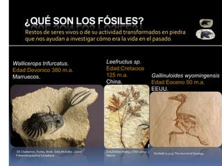 ¿QUÉ SON LOS FÓSILES?
Restos de seres vivos o de su actividad transformados en piedra
que nos ayudan a investigar cómo era la vida en el pasado.

Wallicerops trifurcatus.
Edad:Devonico 380 m.a.
Marruecos.

DE Chatterton, Fortey, Brett, Gibb,McKellar. (2006)
Palaeontographica Canadiana

Leefructus sp.
Edad:Cretacico
125 m.a.
China.

Sun,Dilcher,Wang y Chen (2011)
Nature

Gallinuloides wyomingensis
Edad:Eoceno 50 m.a.
EEUU.

Shufeldt (1.915) The Journal of Geology

 
