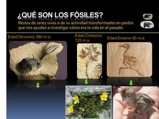 ¿QUÉ SON LOS FÓSILES?
Restos de seres vivos o de su actividad transformados en piedra
que nos ayudan a investigar cómo era la vida en el pasado.
Edad:Devonico 380 m.a.

Edad:Cretacico
125 m.a.

Edad:Eoceno 50 m.a.

 