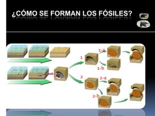 ¿CÓMO SE FORMAN LOS FÓSILES?

1-a
1

1-b
2

2-a

2-b

 