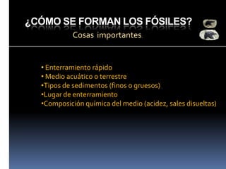 ¿CÓMO SE FORMAN LOS FÓSILES?
Cosas importantes.

• Enterramiento rápido
• Medio acuático o terrestre
•Tipos de sedimentos (finos o gruesos)
•Lugar de enterramiento
•Composición química del medio (acidez, sales disueltas)

 