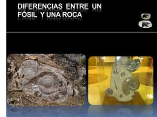 DIFERENCIAS ENTRE UN
FÓSIL Y UNA ROCA

 