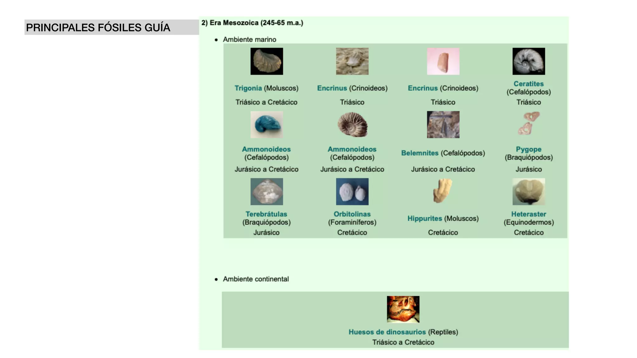 PRINCIPALES FÓSILES GUÍA