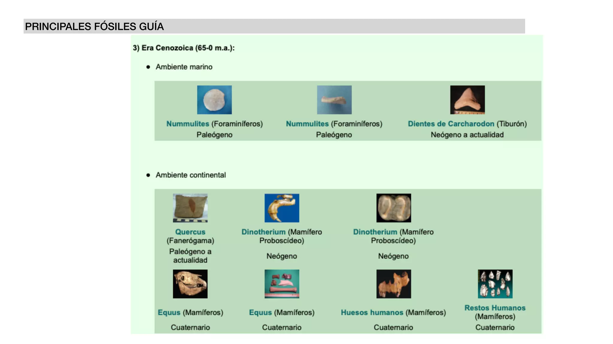 PRINCIPALES FÓSILES GUÍA