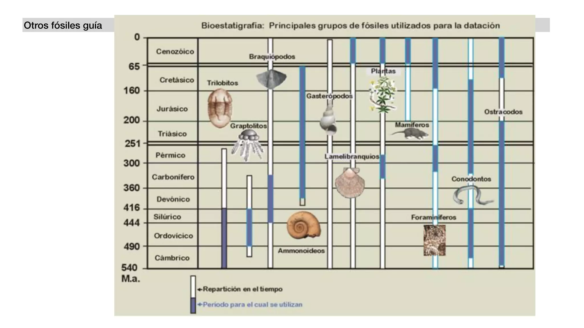 Otros fósiles guía