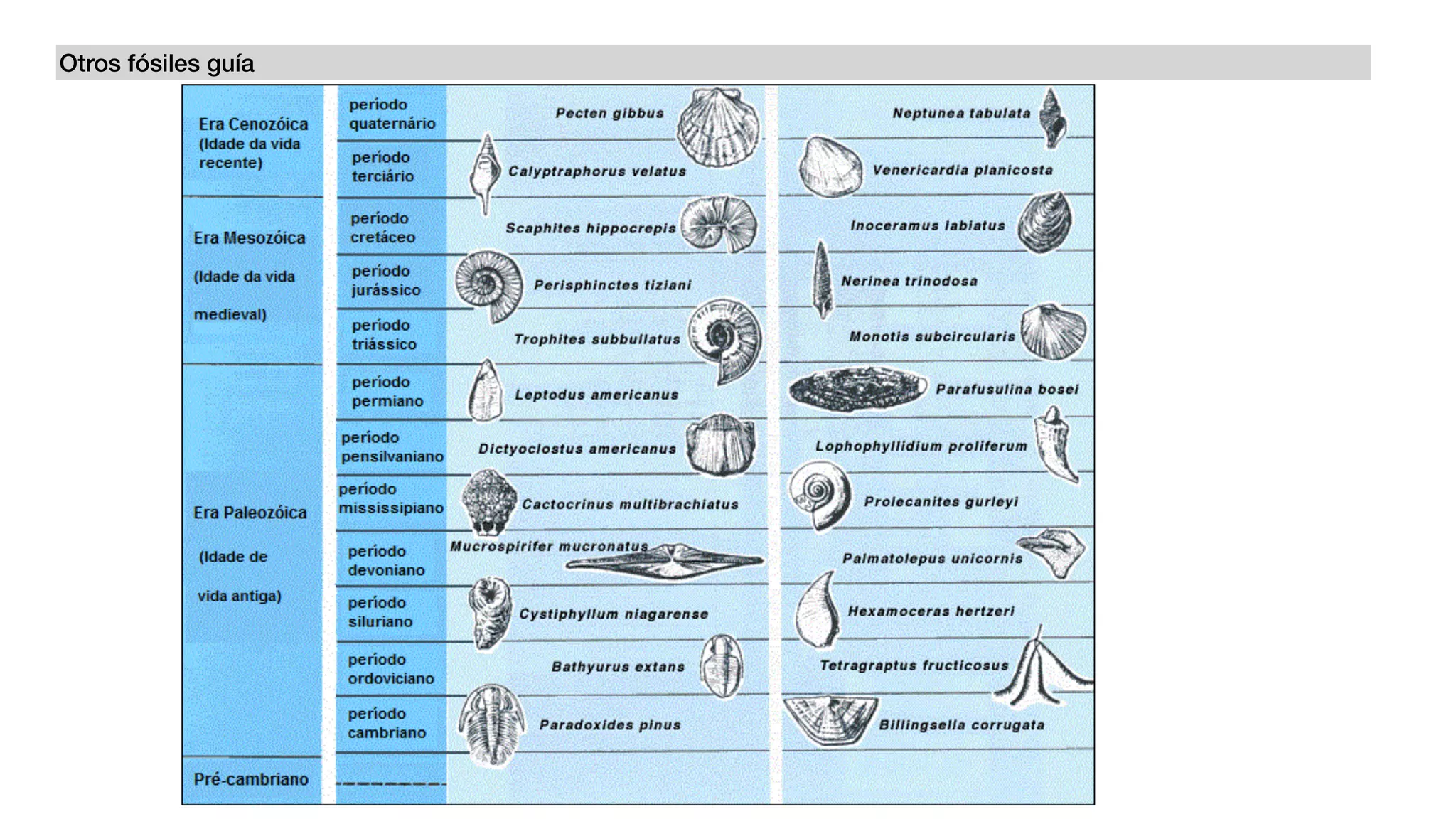 Otros fósiles guía