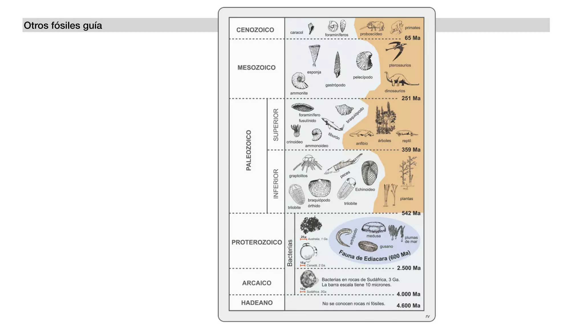 Otros fósiles guía