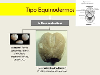 Tipo Equinodermos

                     1. Clase equinoideos




 Micraster forma
corazonada típica
   ambulacro
anterior ...
