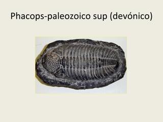 Phacops-paleozoico sup (devónico)
 