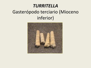 TURRITELLA
Gasterópodo terciario (Mioceno
           inferior)
 