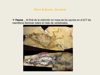 Flora & fauna Terciario


 Fauna _ Al final de la extinción en masa de los saurios en el K/T los
mamíferos dominan sobre ...