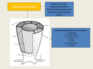Fosiles guias o caracteristicos | PPT
