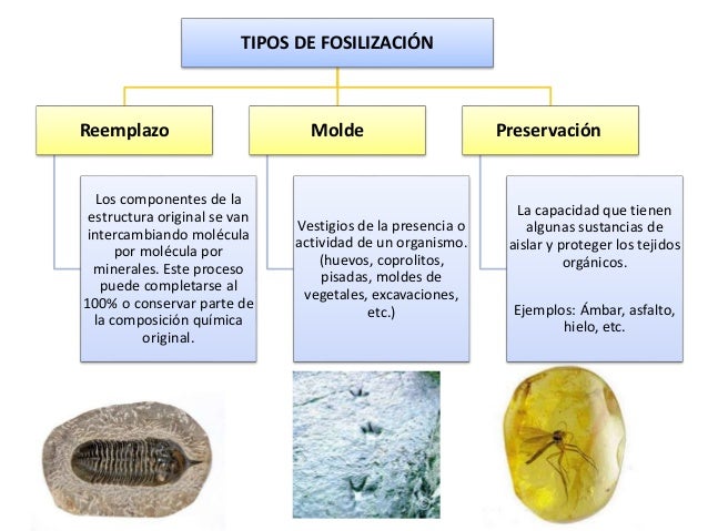 Fosiles, importancia geológica