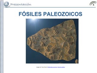 FÓSILES PALEOZOICOS
Imagen de Yinan Chen en Wikimedia commons. Dominio público
 