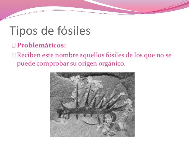 fosiles de Fosiles ppt camila y paula