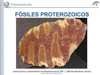 FÓSILES PROTEROZOICOS
Inzeria tjomusi, estromatolitos del Neoproterozoico, 850 – 1.000 Ma (Bashkiria, Russia)
Imagen de James St. John en Flickr. Licencia cc
 