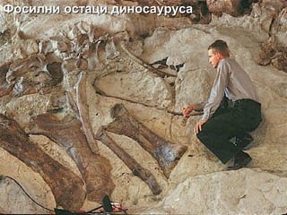Фосилни остаци диносаурусаФосилни остаци диносауруса
 