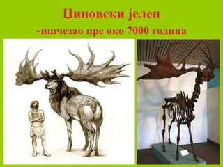 Џиновски јелен
-ишчезао пре око 7000 година
 