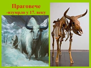 Праговече
-изумрло у 17. веку
 