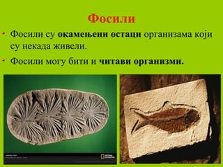Фосили
Фосили су окамењени остаци организама који
су некада живели.
Фосили могу бити и читави организми.
 