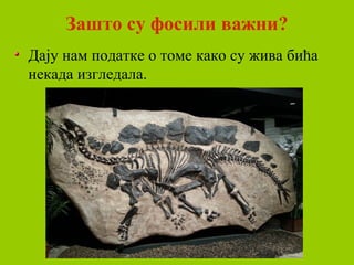 Зашто су фосили важни?
Дају нам податке о томе како су жива бића
некада изгледала.
 