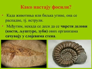 Како настају фосили?
Када животиња или биљка угине, она се
распадне, тј. иструли.
Међутим, некада се деси да се чврсти делови
(кости, љуштуре, зуби) ових организама
сачувају у слојевима стена.
 