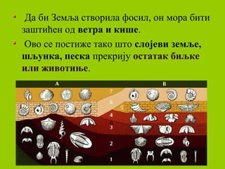 Да би Земља створила фосил, он мора бити
заштићен од ветра и кише.
Ово се постиже тако што слојеви земље,
шљунка, песка прекрију остатак биљке
или животиње.
0
 
