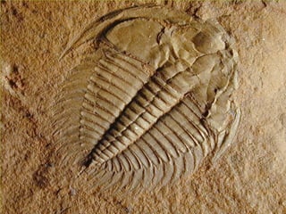 Fosili
