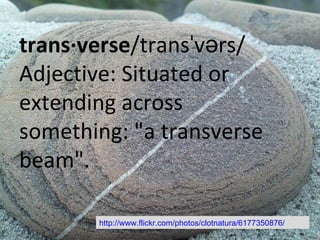 trans·verse /transˈvərs/ Adjective: Situated or extending across something: "a transverse beam". http://www.flickr.com/photos/clotnatura/6177350876/ 