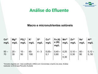 Análise do Efluente
Macro e micronutrientes solúveis

Ca2+
mg/L

Mg2+
mg/L

PO43mg/L

K+
mg/L

S2mg/L

Cu2+
mg/L

Fe (II)
e (III)
mg/L

Mn2+
mg/L

Zn2+
mg/L

Na+
mg/L

Al3+
mg/L

50 –
70

20 30

15 50

65100

4-3

0,05–
0,1

0,40 –
0,80

0,20
–
0,30

0,10 –
0,30

60 90

0,12 –
0, 50

*Amostra digerida em meio acidificado (HNO3) em microondas e banho de areia. Análise
realizada na Embrapa Pecuária Sudeste

 