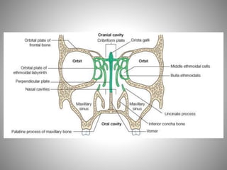 Fosse nasale-et-larynx